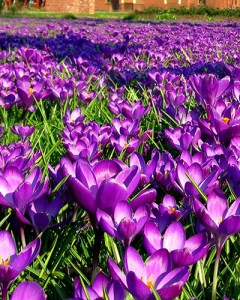 Nijmegen voorjaar - spring.jpg